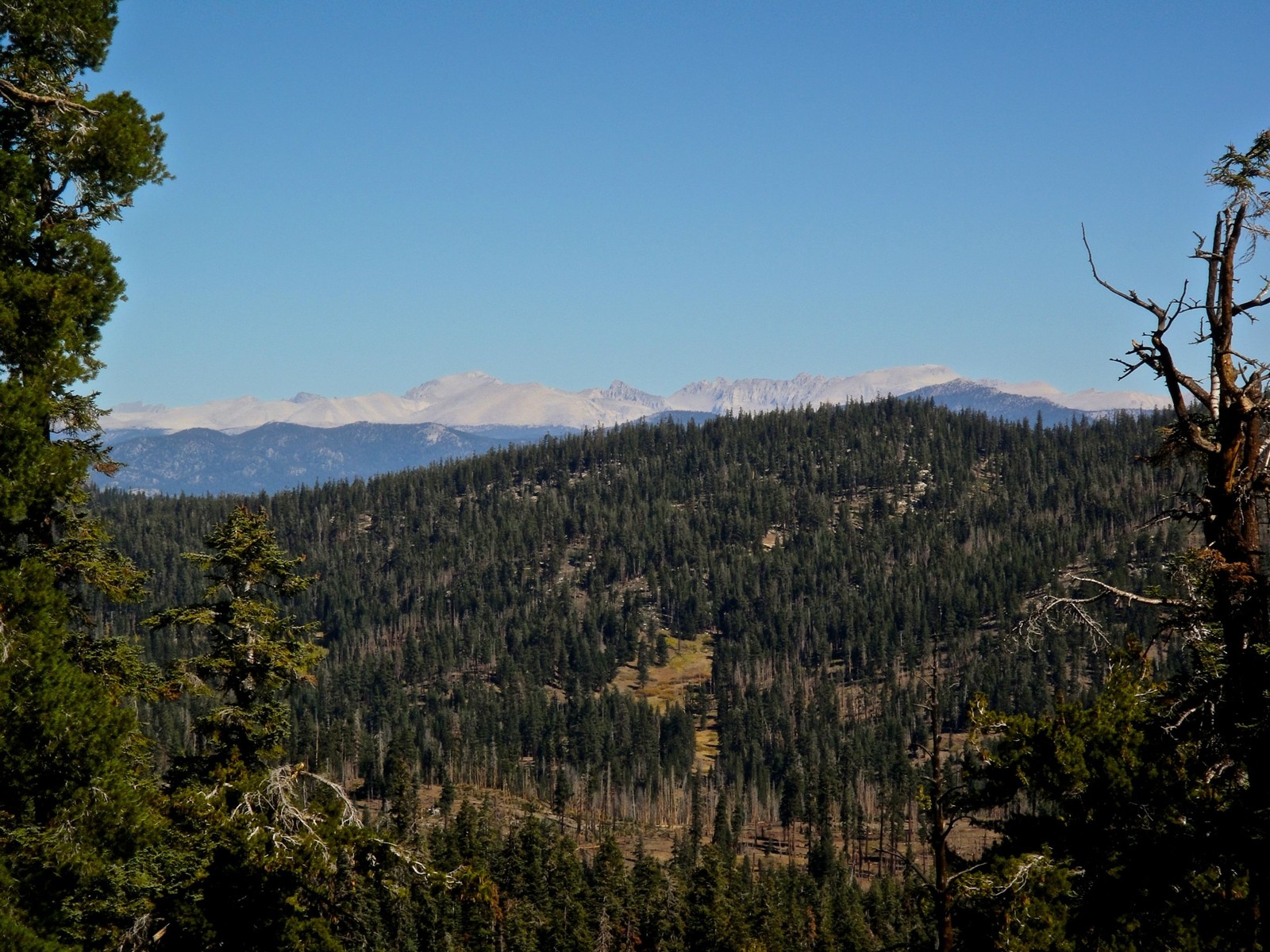 Lade wildnis, gebirgige landformen, berg, baum, wald Hintergrund herunter