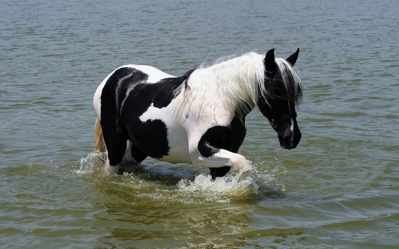 stallion, mane, mare, water, mustang horse wallpaper