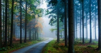 matin, automne, arbre, nature, forêt