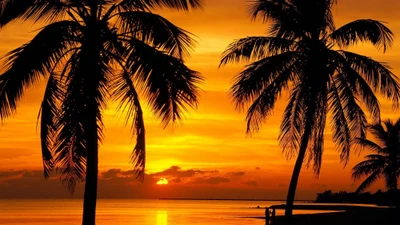 Tropical Sunset Over Palm Trees by the Caribbean Shore