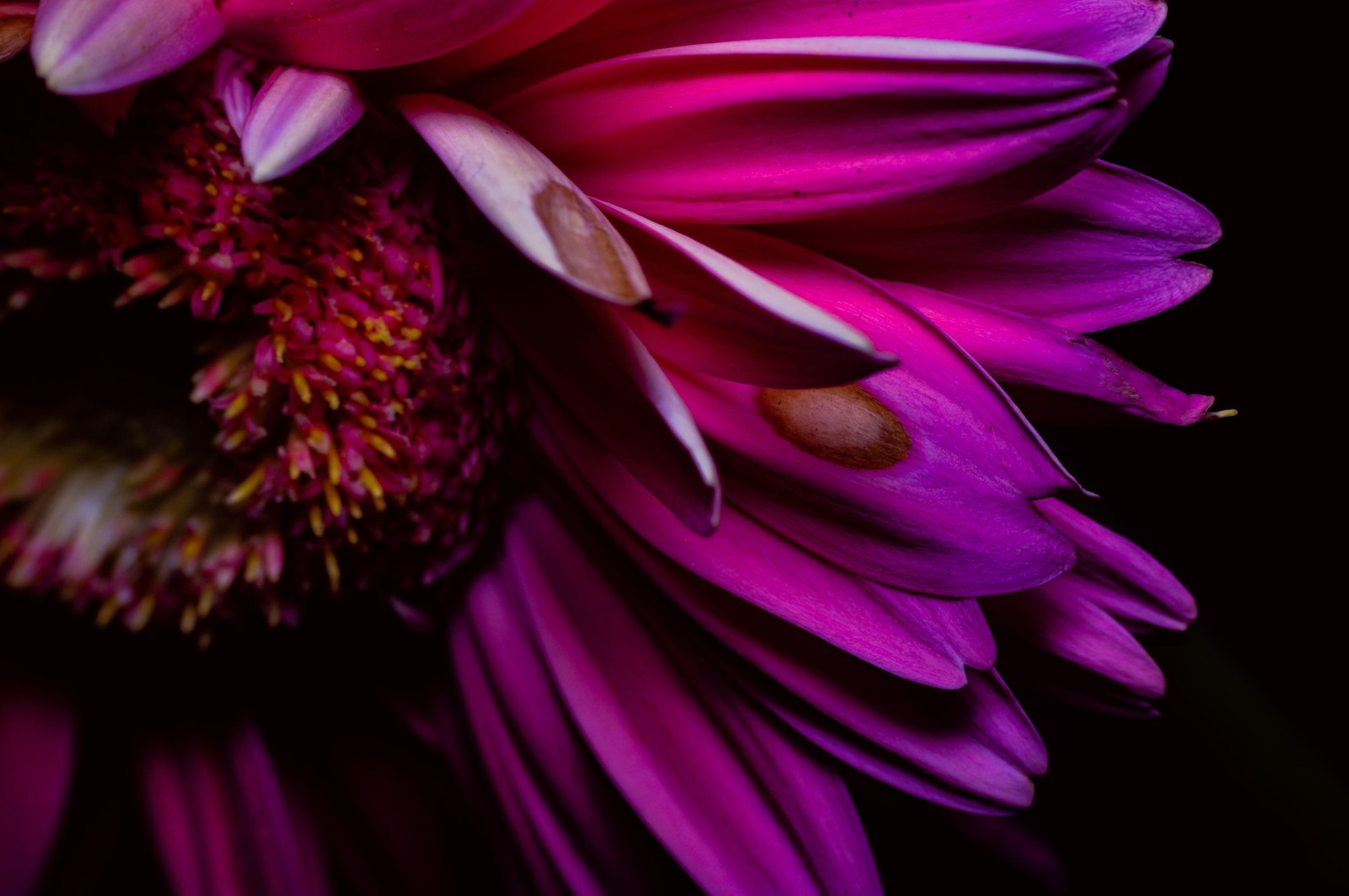 Purple flower with a yellow center and a black background (petal, flower, transvaal daisy, pink, violet)