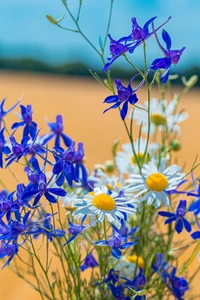 Ramo vibrante de flores silvestres azules y margaritas comunes contra un fondo de pradera dorada.