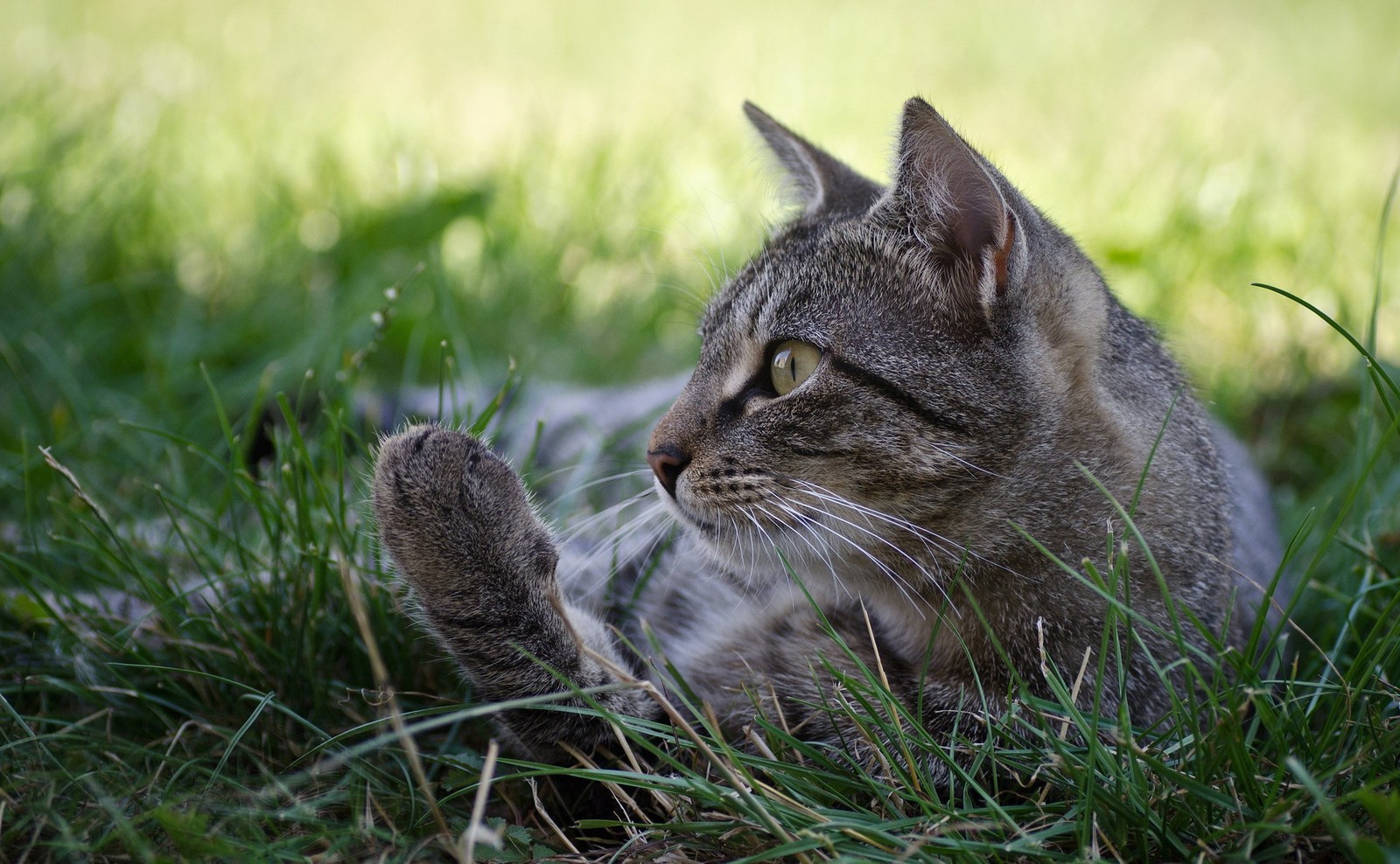 cat, kitten, wildcat, whiskers, grass wallpaper