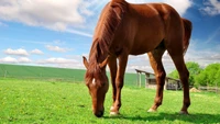 A bay thoroughbred mare grazing in a lush green field under a blue sky with scattered clouds.