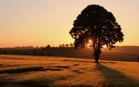 Arbre en silhouette contre un coucher de soleil doré dans un paysage rural