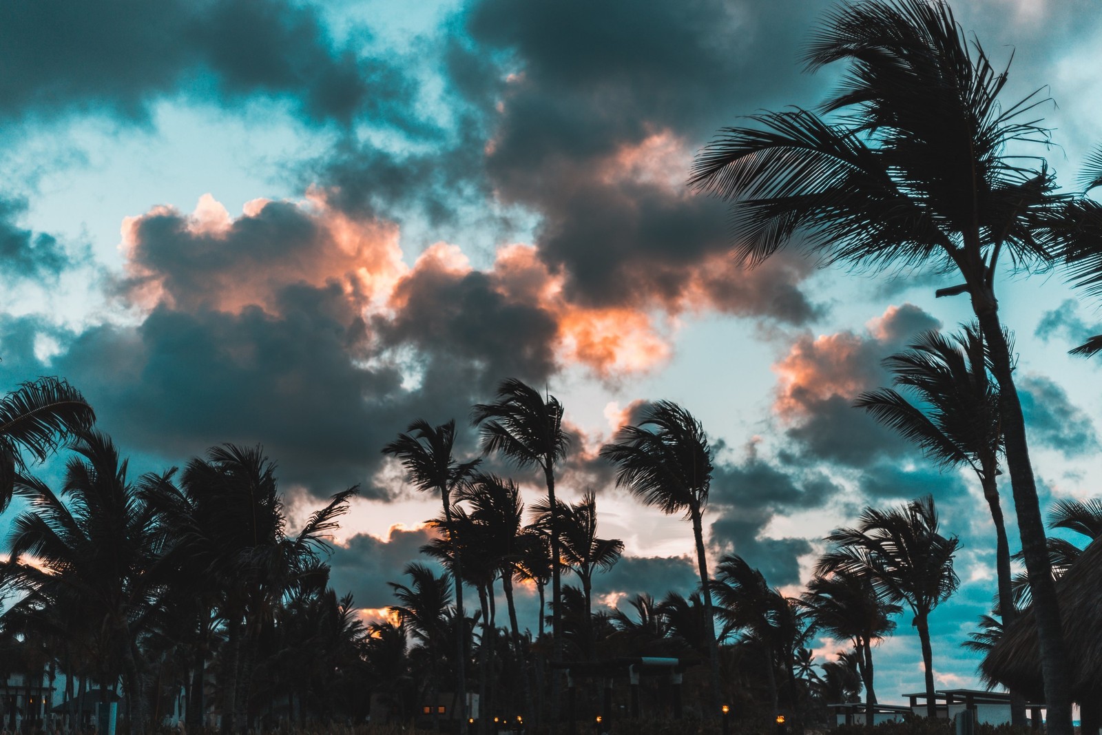 Palmeras y nubes en el cielo al atardecer (árbol, naturaleza, nube, árbol de palma, planta leñosa)