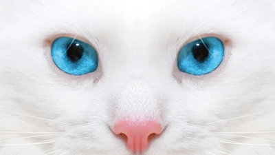 Gros plan d'un chat blanc avec des yeux bleus frappants et un nez rose.