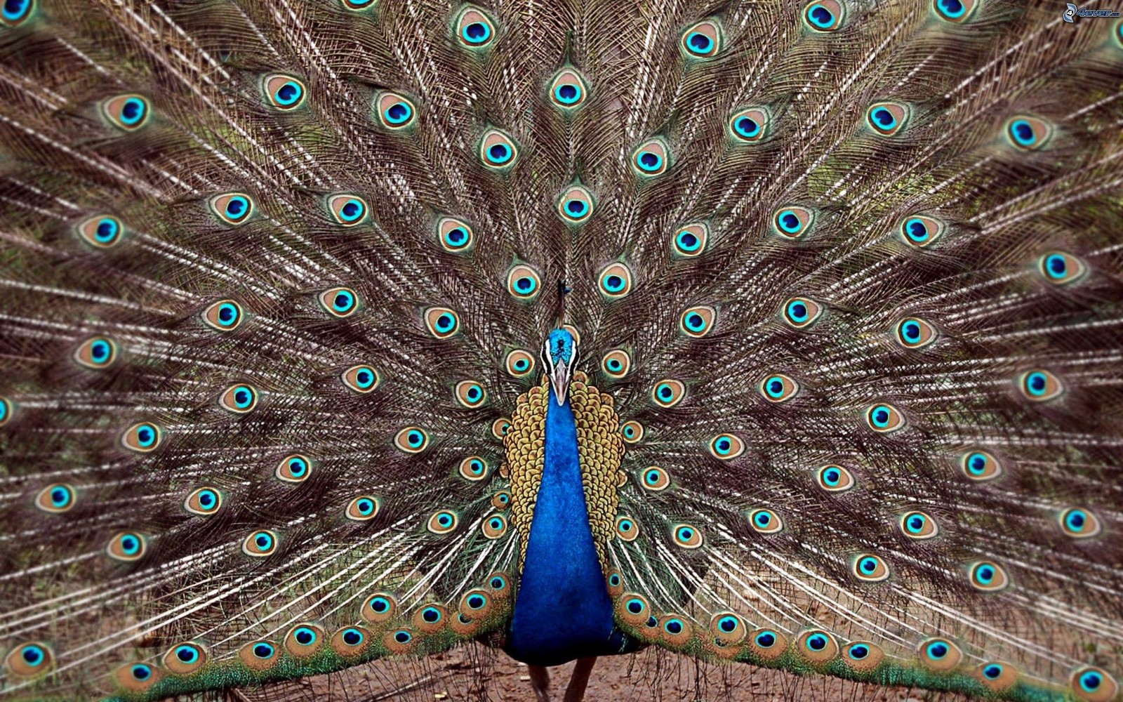 Peacock with its feathers spread out and feathers spread out (peafowl, feather, bird, galliformes, phasianidae)