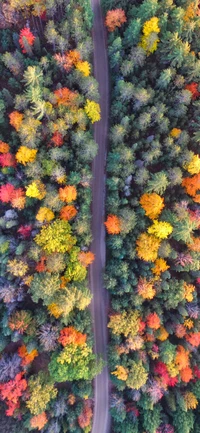 Paisaje otoñal vibrante: Una vista aérea de un follaje colorido