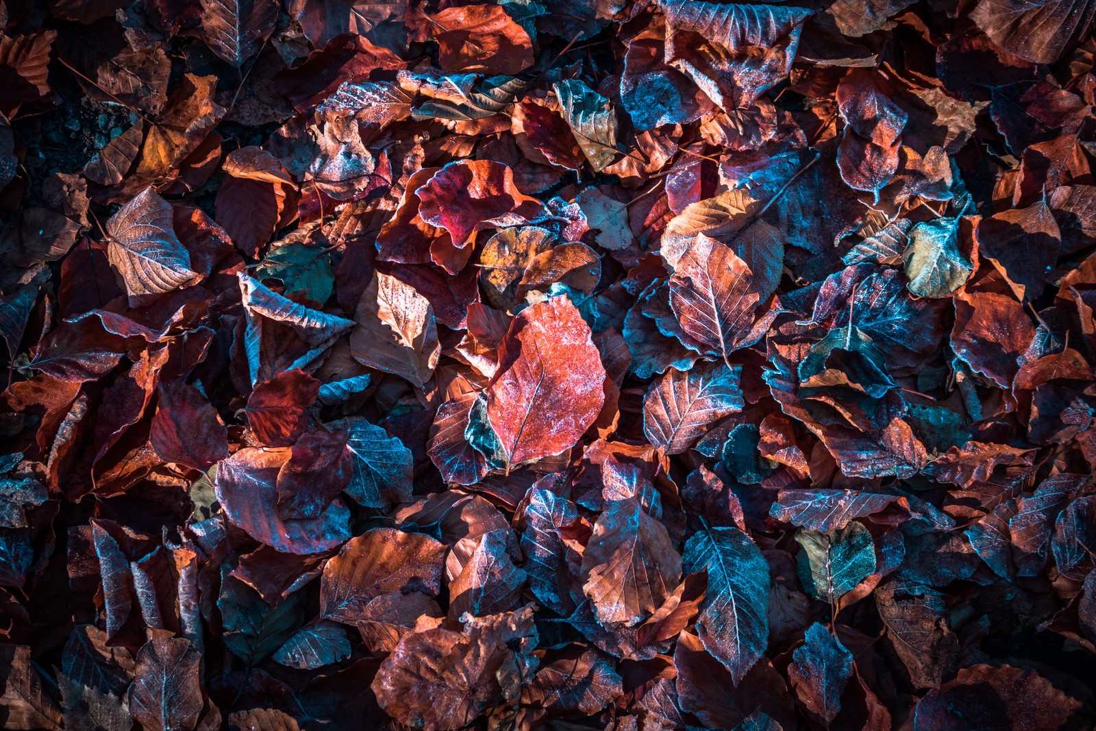 Descargar fondo de pantalla hojas de otoño, púrpura, nieve, escarcha, invierno