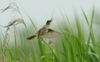 Hummingbird Among Grasses with Open Beak