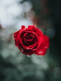 Una sola rosa roja con gotas de lluvia en un jardín