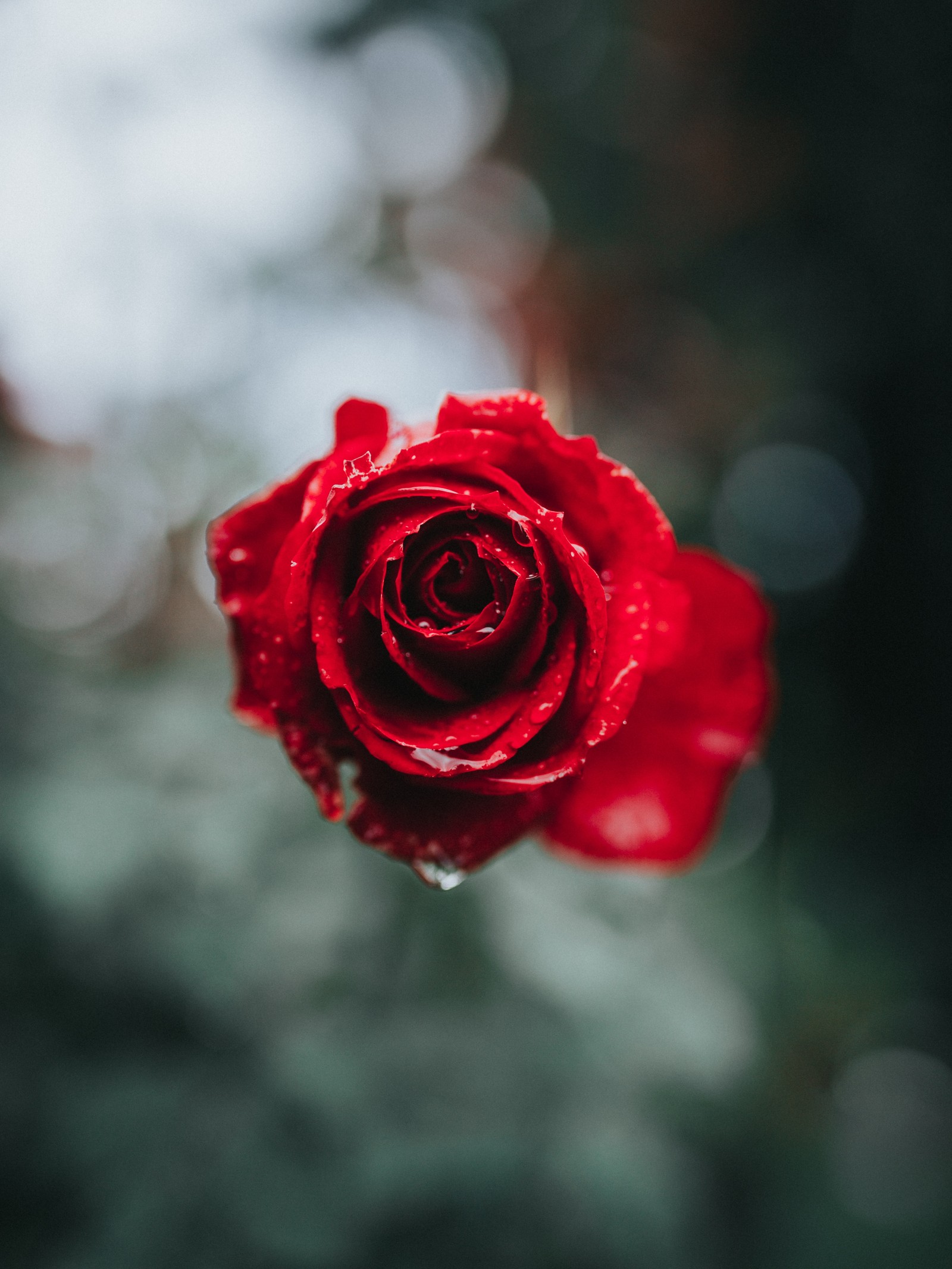 rose, red, garden roses, flower, petal wallpaper