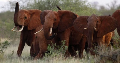 Una manada de elefantes africanos en la naturaleza, mostrando sus majestuosos colmillos y hábitat natural.