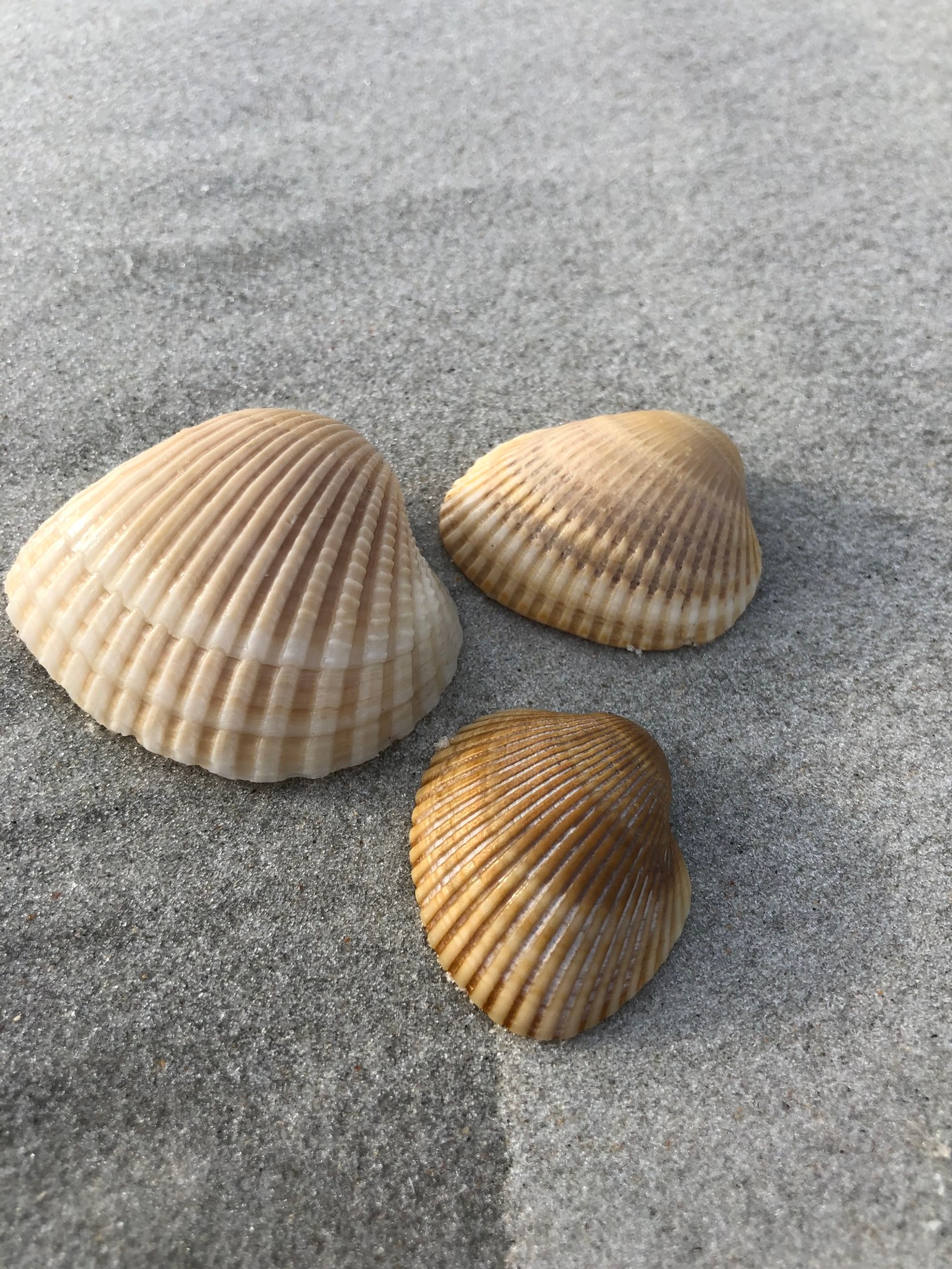 Três conchas estão deitadas na areia da praia (concha, material natural, cinza, bege, grande plano)