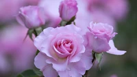 Delicate Pink Floribunda Roses in Bloom