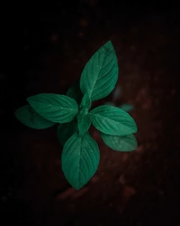 Plante verte vibrante avec des feuilles luxuriantes sur un sol sombre