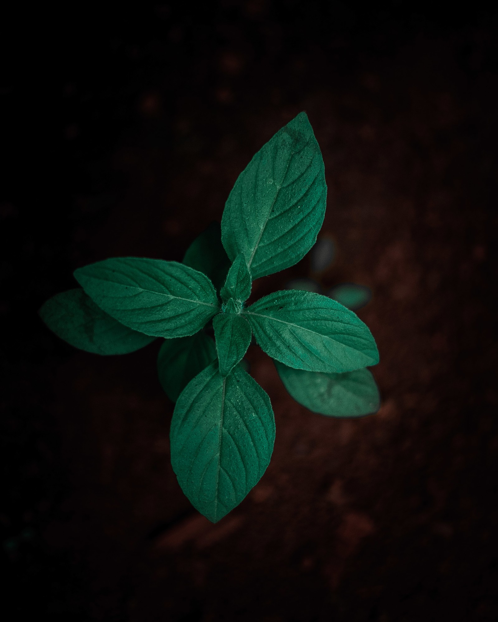 Arafed green leaf on a dark background with a small white flower (flower, plant, plants, green, color)