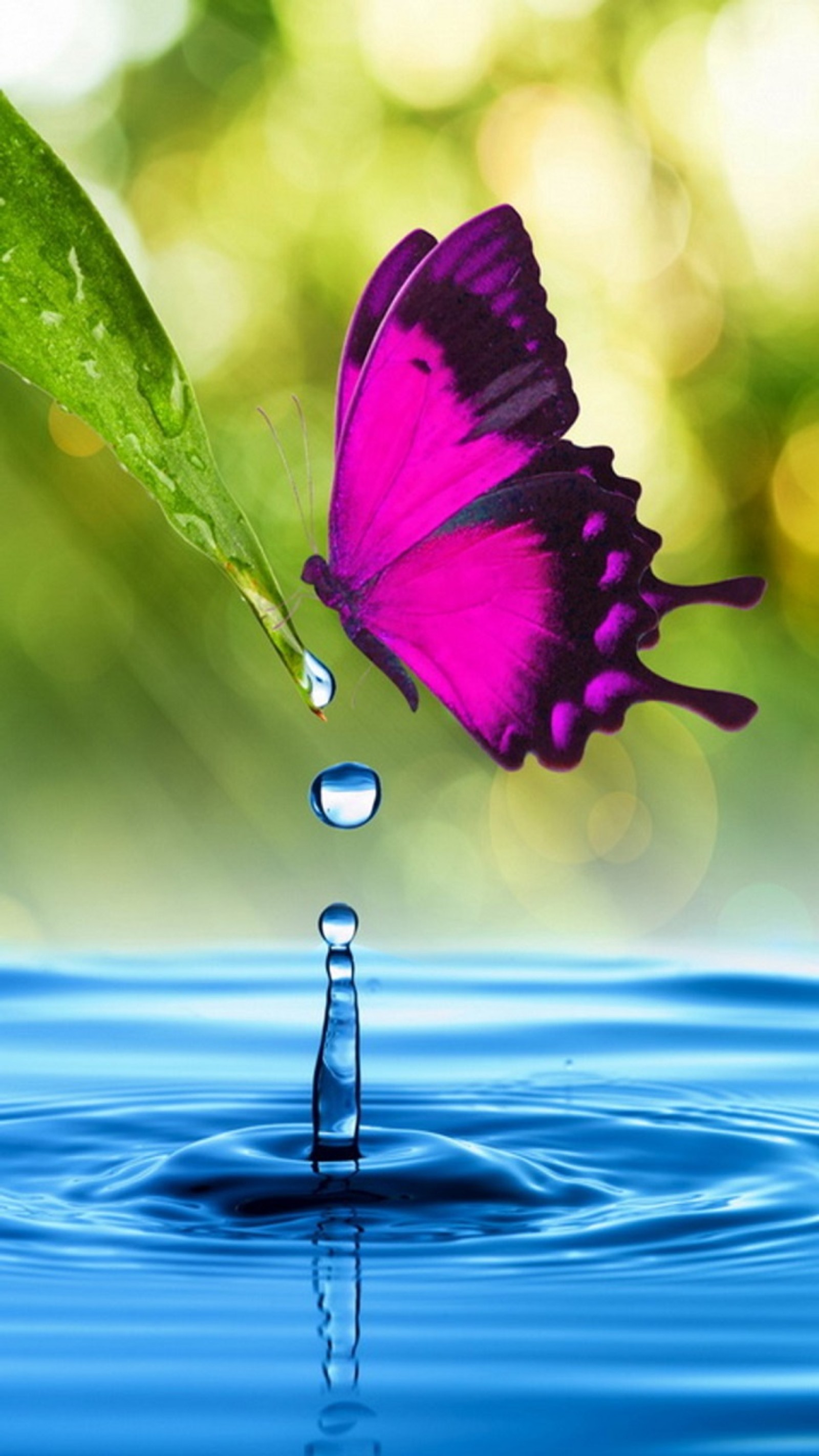 Purple butterfly flying over water with a leaf in the background (butterfly, drop, leaf, water)