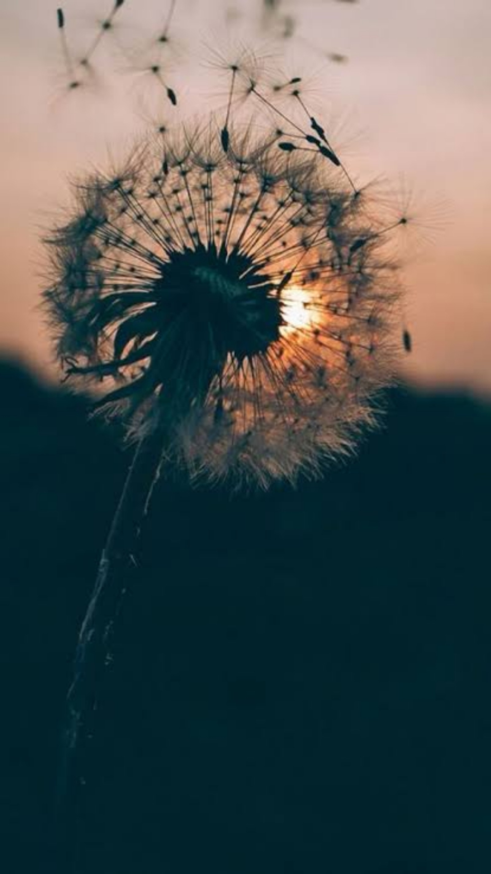 Gros plan d'un pissenlit avec le soleil se couchant en arrière-plan (galaxie, pissenlit, pissenlits)