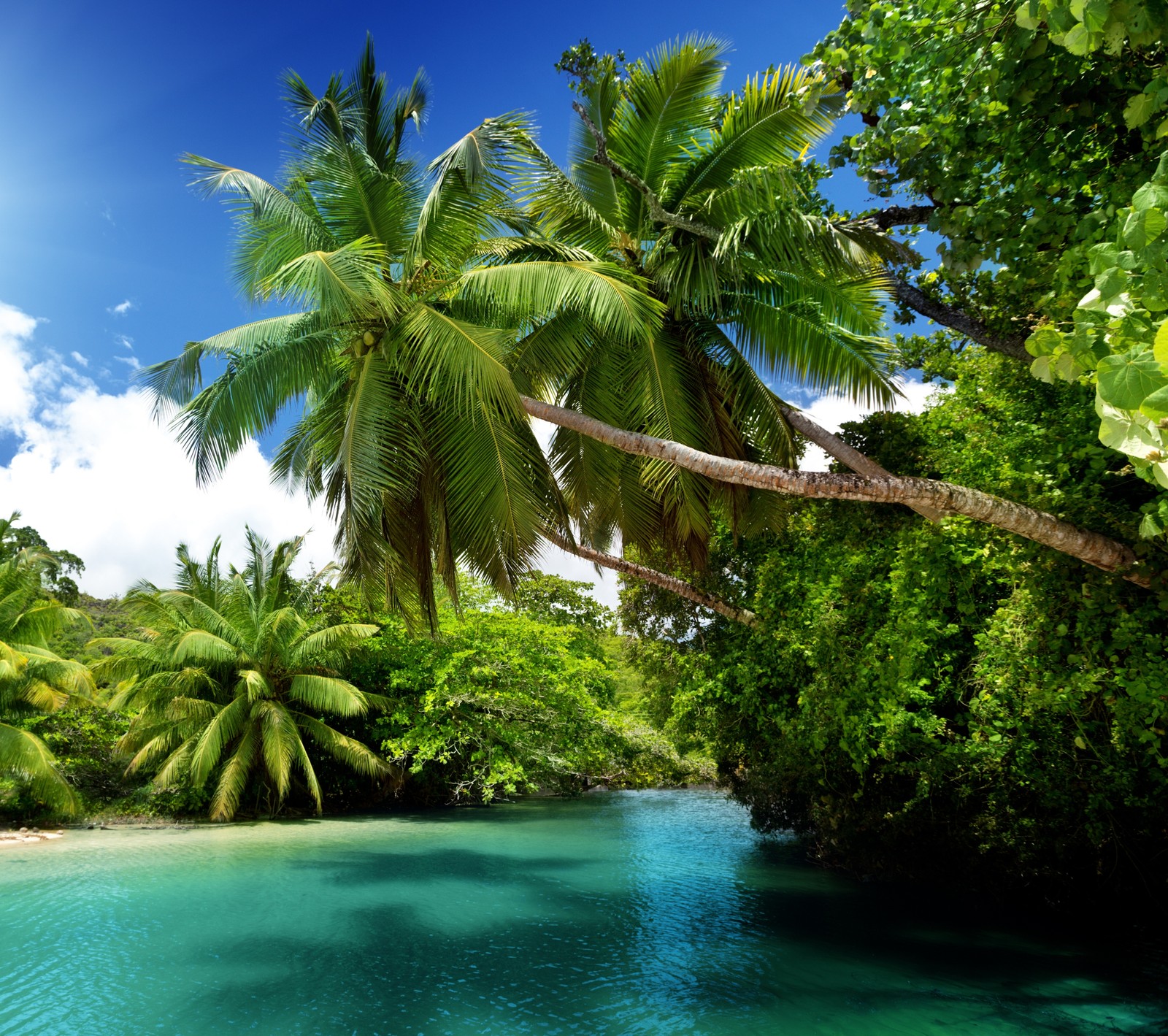 Une vue d'une plage tropicale avec des palmiers et une eau claire et bleue (bleu, émeraude, palmiers, paradis, tropical)