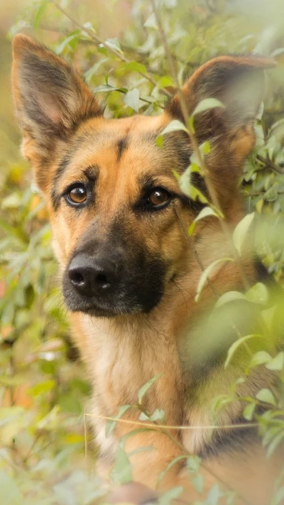 chien, chiens, allemand, sympa, fonds décran