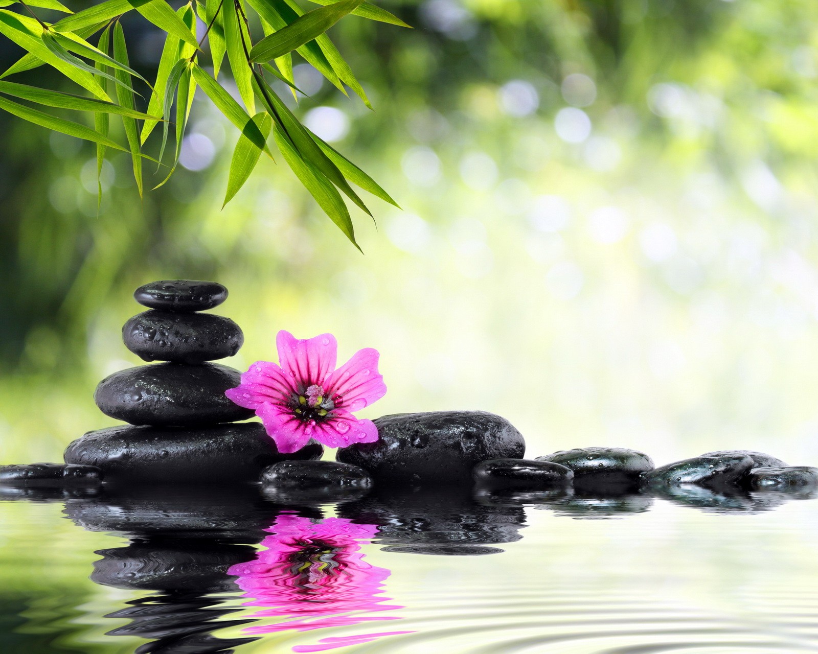 Des pierres arabesques et une fleur rose sont posées sur une surface réfléchissante (fleur, détente, spa, pierres, eau)