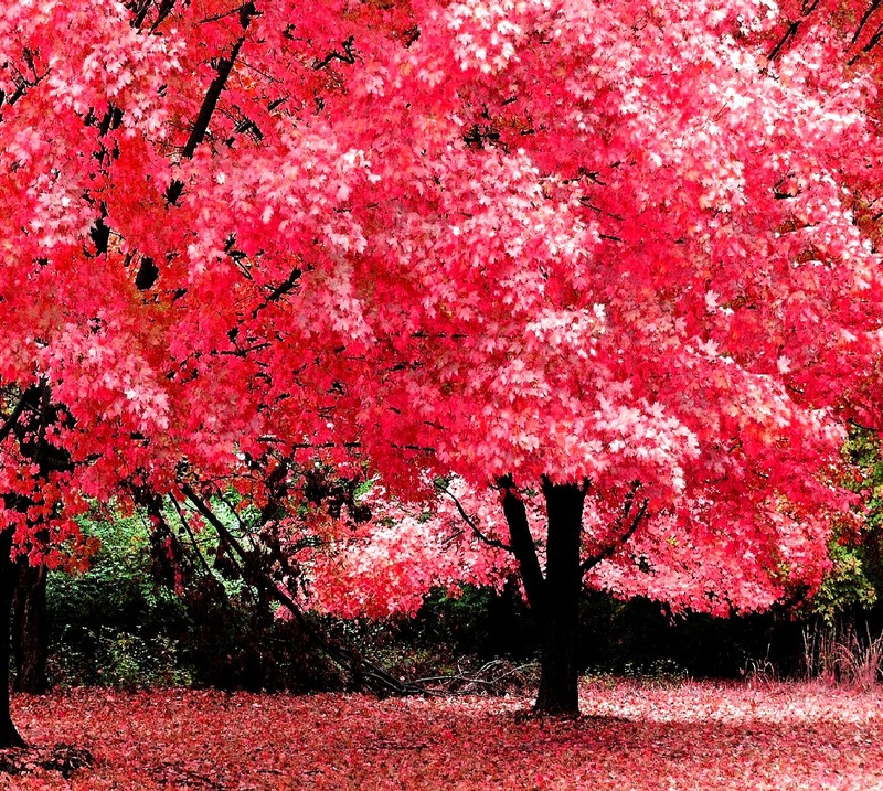 Um close de uma árvore vermelha com folhas no chão (rosa)