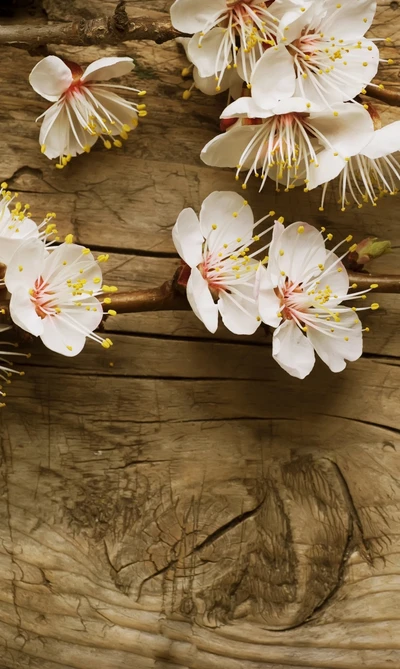 Blühende Kirschblüten auf rustikalem Holz