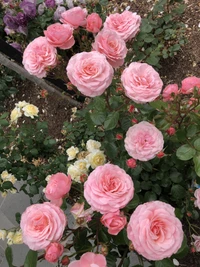 Roses roses vibrantes dans un jardin luxuriant