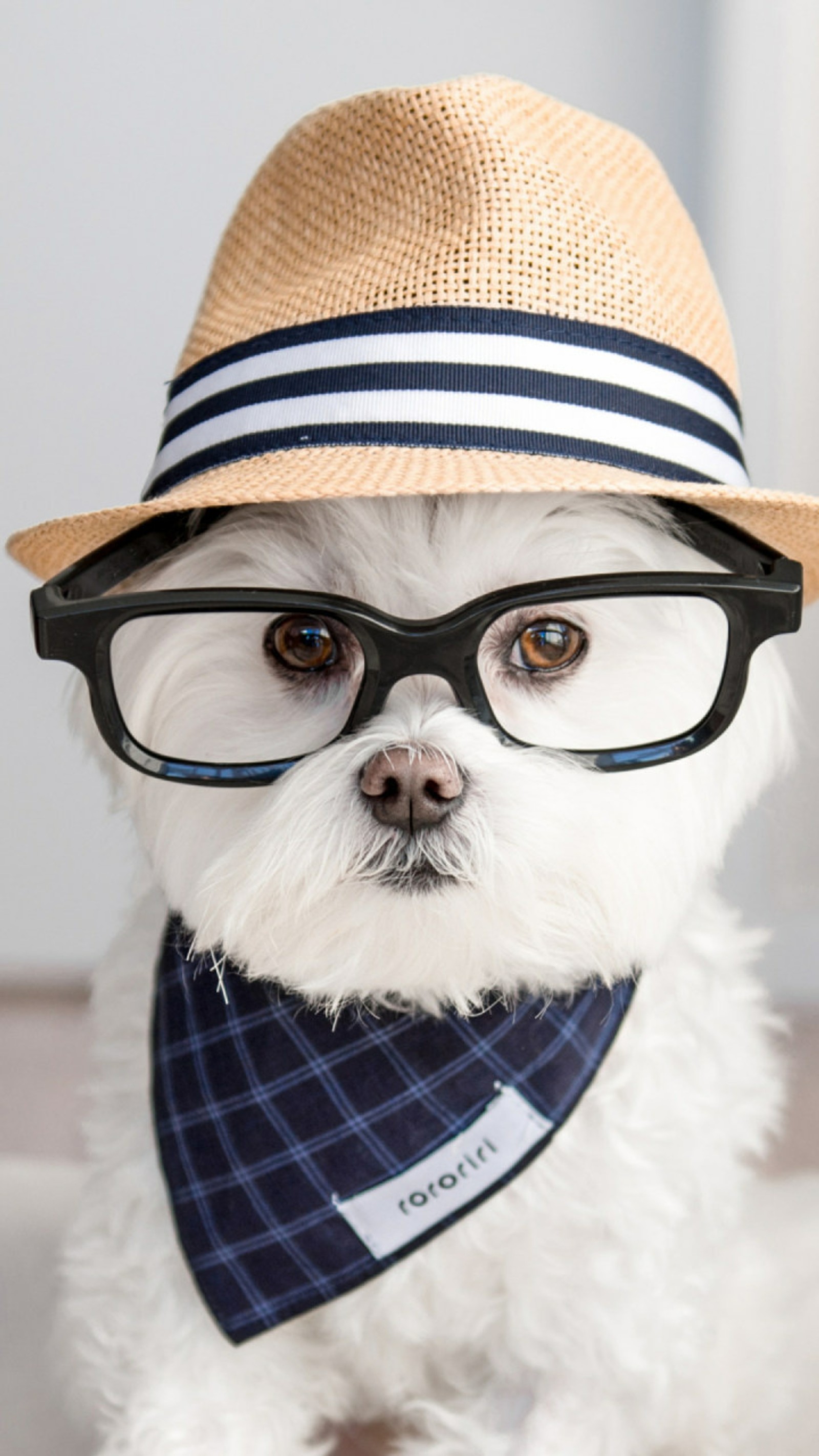 Un chien arabe blanc portant un chapeau et des lunettes avec un bandana bleu (mignon, chien, amour, chiot)