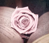 livre, rouge, rose, vintage