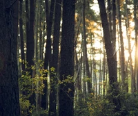 Luz solar filtrándose a través de un bosque de primavera