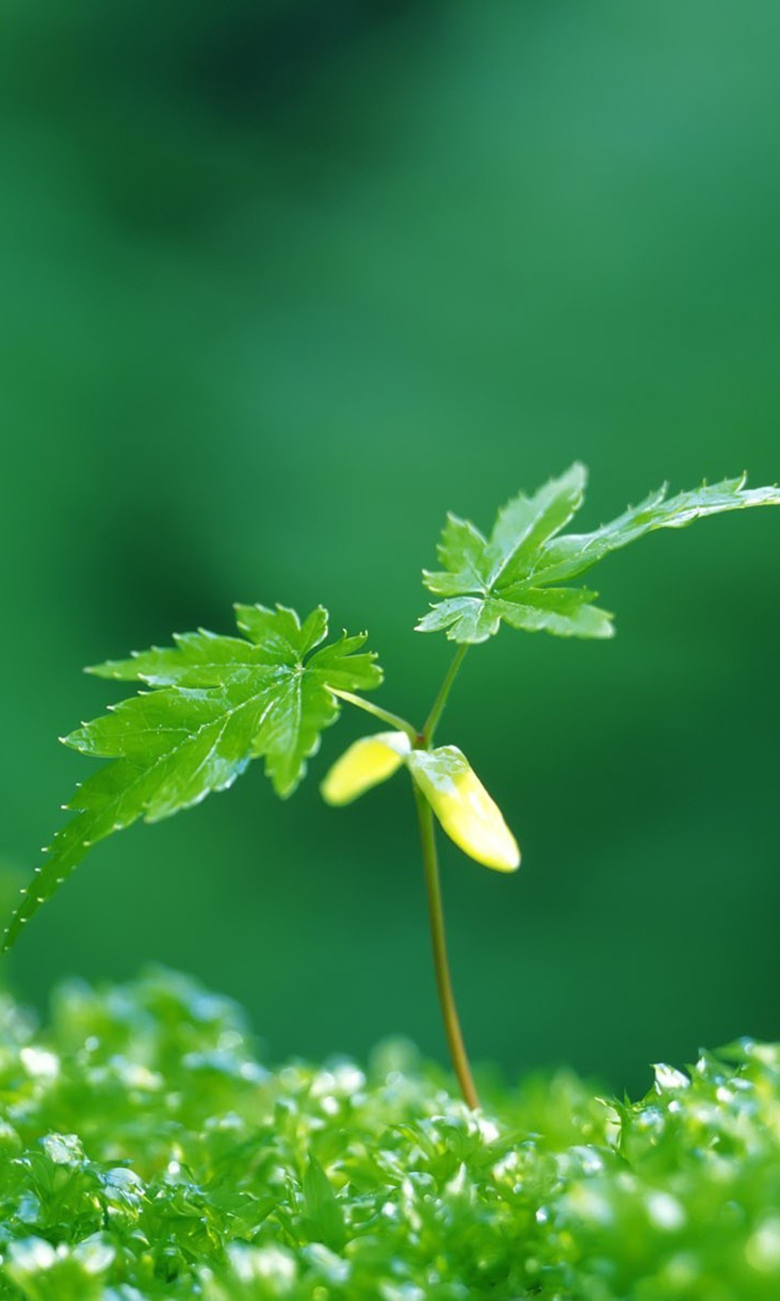 Uma pequena planta crescendo do solo (hd, nokia, samsung, papel de parede)