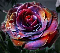 colorful, rose wallpaper