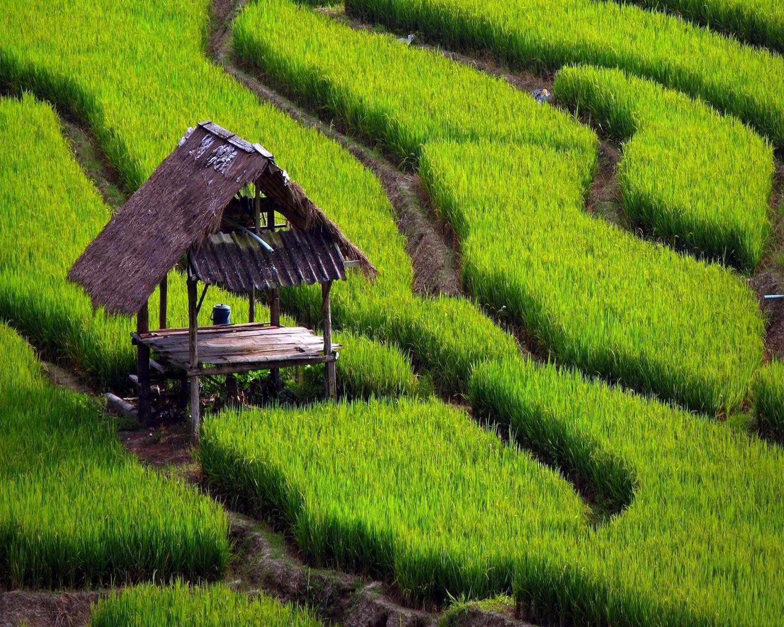 Arafed hut in a field of green grass with a thatched roof (asia, field, green, rice)