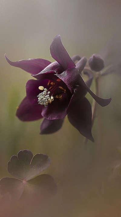 bonito, flor