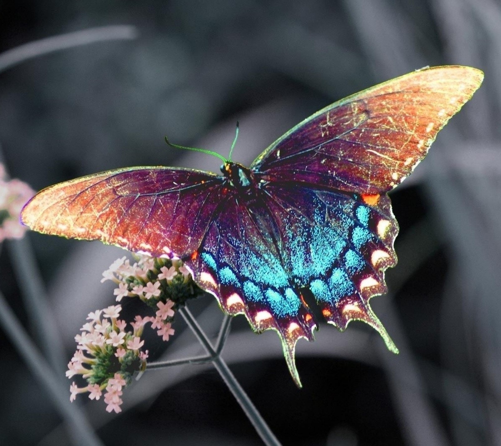 Hay una mariposa que se sienta sobre una flor (mariposa, insectos)