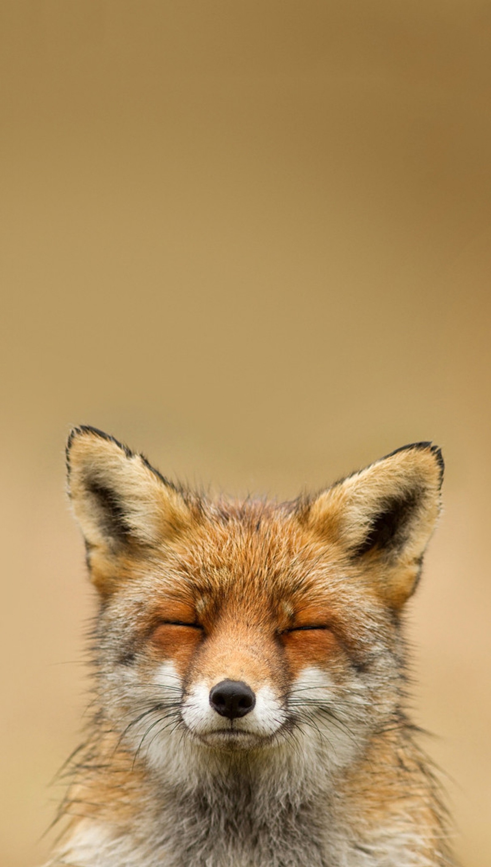 Arafed fox with eyes closed in a field of grass (animal, face, fox)