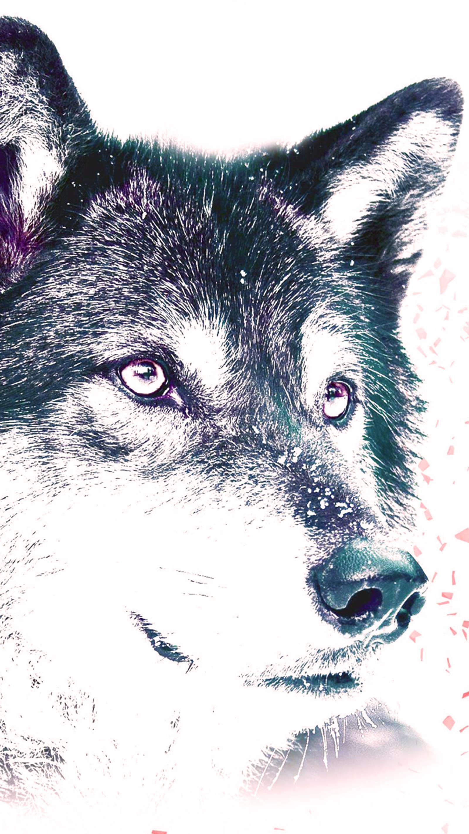 There is a black and white photo of a wolf with blue eyes (white, wolf)