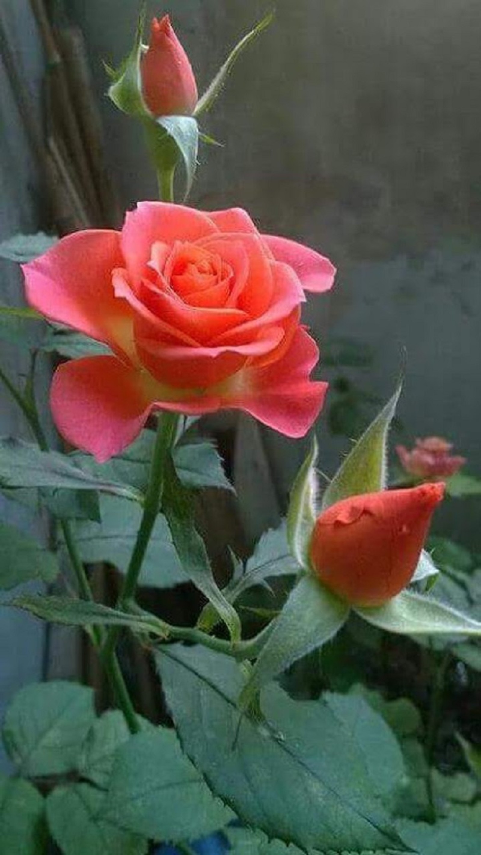 Hay dos rosas que están floreciendo en el jardín (flores, rosas)