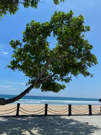 Árvore solitária com vista para a costa arenosa e águas azuis