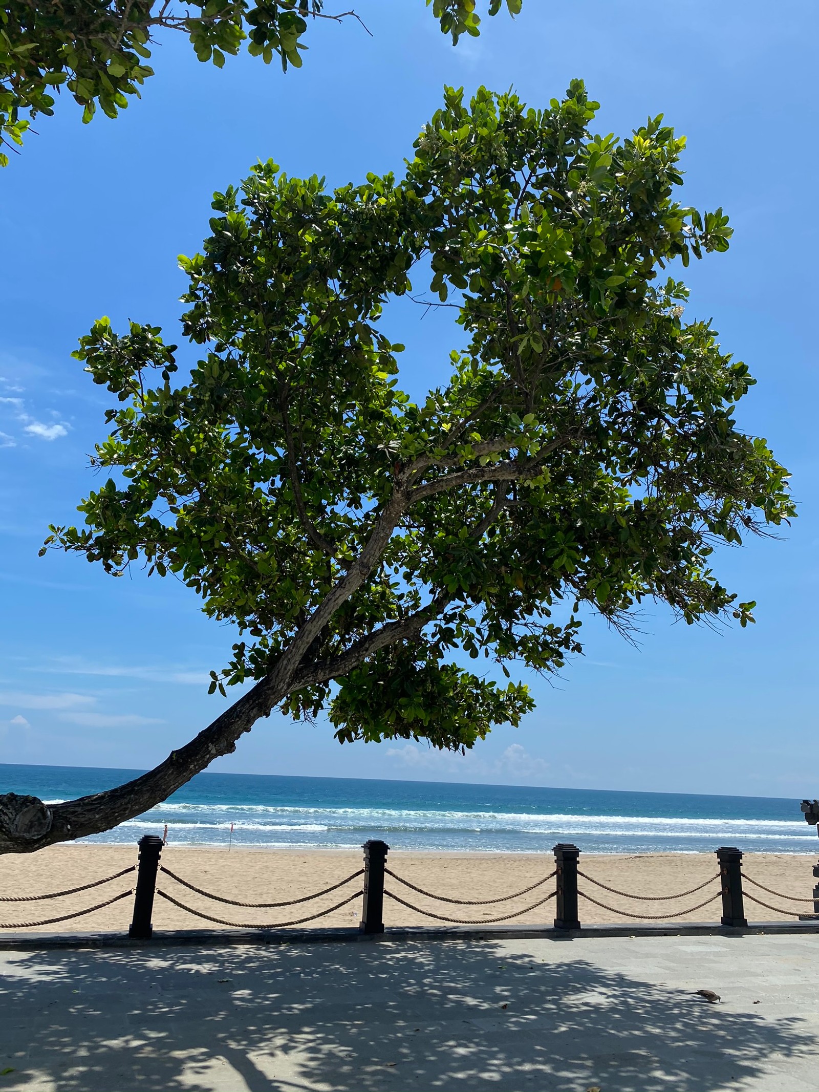 Hay un hombre sentado en un banco bajo un árbol en la playa. (árbol, hoja, plantas, biología, ciencia)