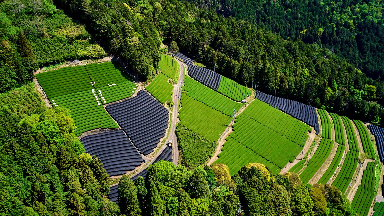 A view of a large field of green grass with rows of rows of rows of rows of rows (tea form, tea fields, honshu island, japan, aerial view)