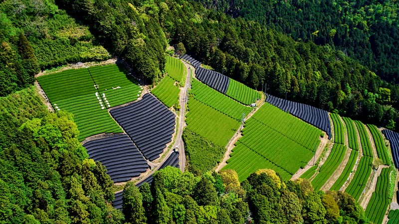 A view of a large field of green grass with rows of rows of rows of rows of rows (tea form, tea fields, honshu island, japan, aerial view)