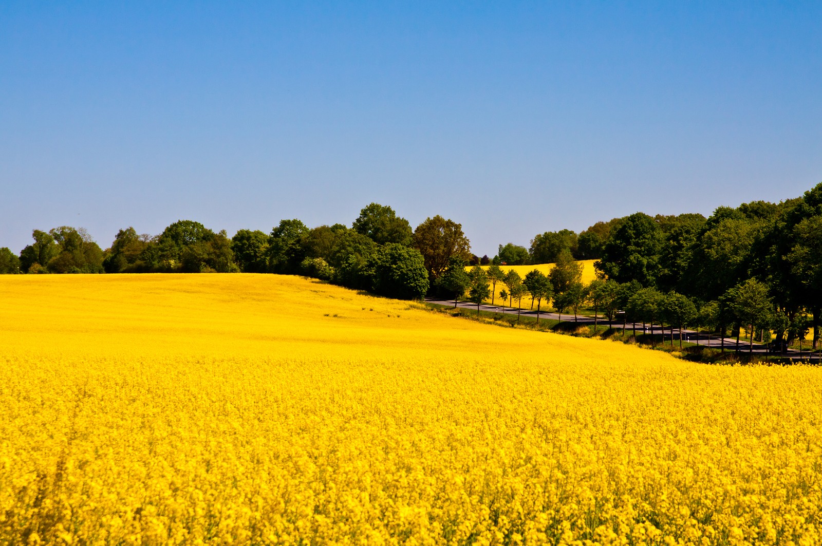 Vue d'un champ de fleurs jaunes avec des arbres en arrière-plan (colza, champ, jaune, plante de moutarde, prairie)