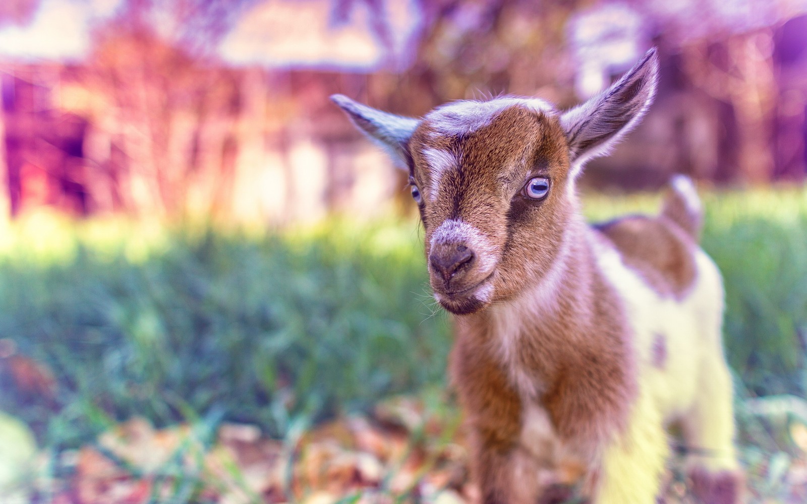 goat, plant, grass, fawn, terrestrial animal wallpaper