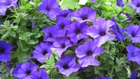 petunia, purple, plant, groundcover, viol wallpaper