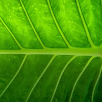 hoja, textura, verde, planta, hoja de plátano