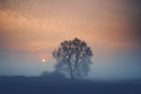 tree, fog, mist, nature, natural landscape wallpaper